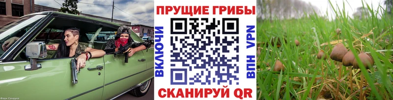 Галлюциногенные грибы Psilocybine cubensis Сольвычегодск